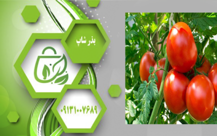 بهترین بذر گوجه فضای باز کدام است؟