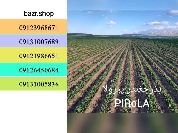فروش بذر چغندر پیرولا  